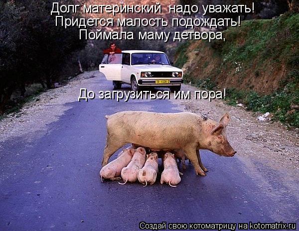 Котоматрица: Придется малость подождать! Долг материнский  надо уважать! Поймала маму детвора, До загрузиться им пора!