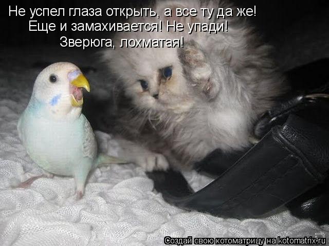 Котоматрица: Не успел глаза открыть, а все ту да же! Зверюга, лохматая! Еще и замахивается! Не упади!