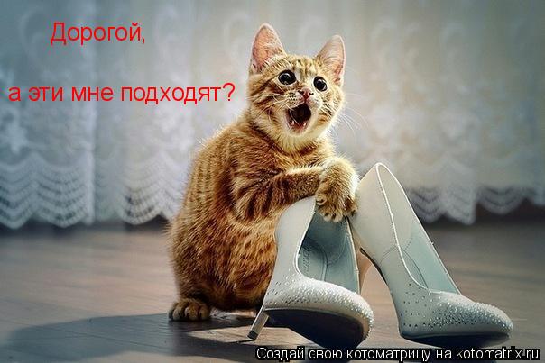 Котоматрица: Дорогой, а эти мне подходят?