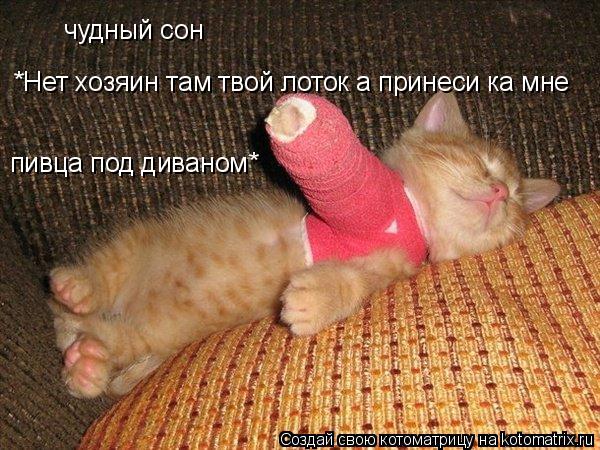 Котоматрица: чудный сон *Нет хозяин там твой лоток а принеси ка мне пивца под диваном и убери мою какашку с телека пивца под диваном*