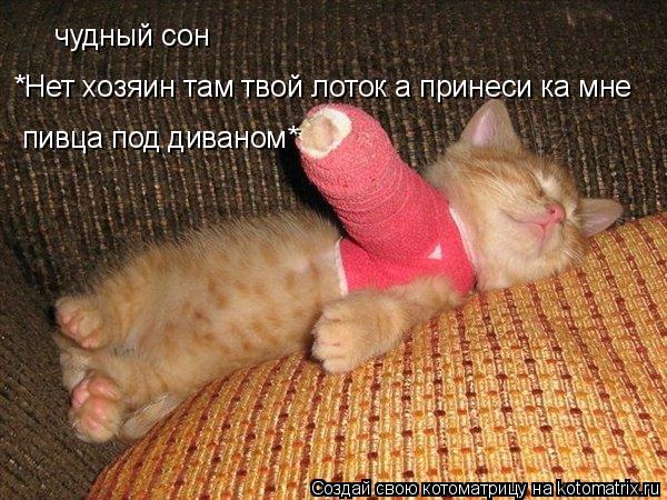 Котоматрица: чудный сон *Нет хозяин там твой лоток а принеси ка мне пивца под диваном*