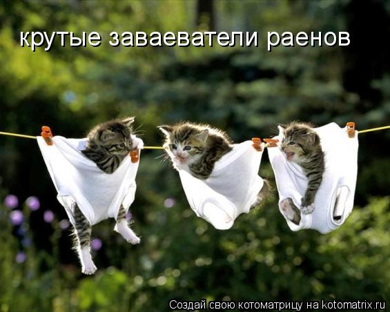 Котоматрица: крутые заваеватели раенов уже рядом