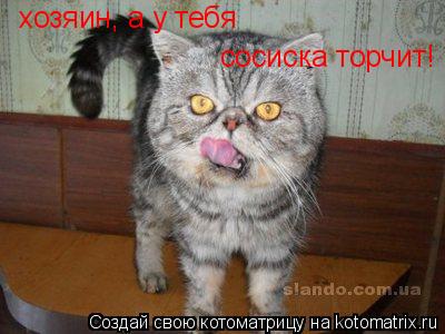 Котоматрица: сосиска торчит! сосиска торчит! хозяин, а у тебя