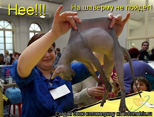 Нее!!! На шаверму не пойдёт!... Котоматрица: Нее!!! На шаверму не пойдёт!