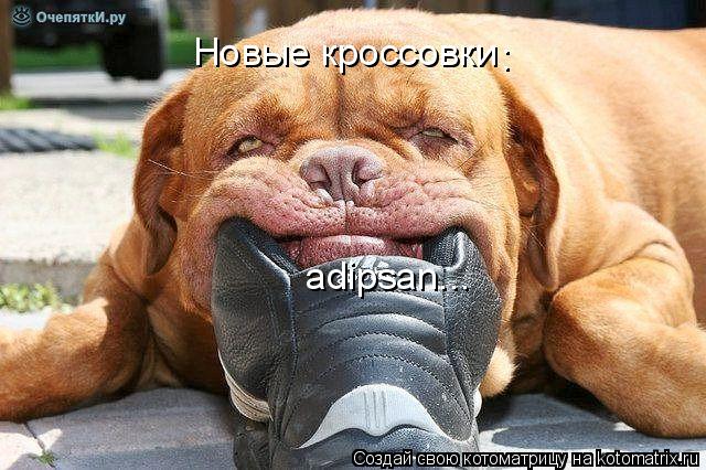 Котоматрица: Новые кроссовки  adipsan... :