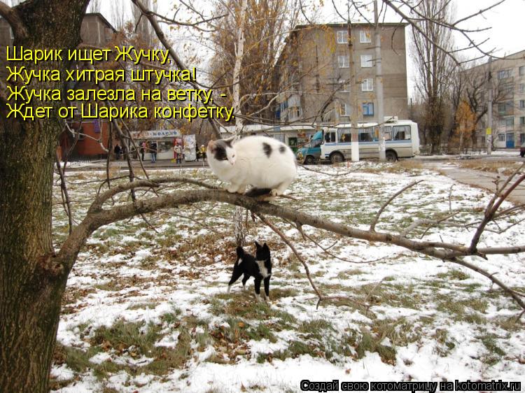 Шарик ищет Жучку, Жучка хитрая штучка! Жучка залезла на ветку, - Ждет от Шарика конфетку.... Котоматрица: Шарик ищет Жучку, Жучка хитрая штучка! Жучка залезла на ветку, - Ждет от Шарика конфетку.