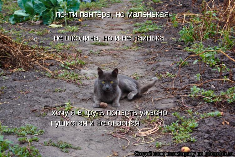 почти пантера, но маленькая не шкодина, но и не паинька хочу я в круть попасть ужасно пушистая и не о... Котоматрица: почти пантера, но маленькая не шкодина, но и не паинька хочу я в круть попасть ужасно пушистая и не опасная