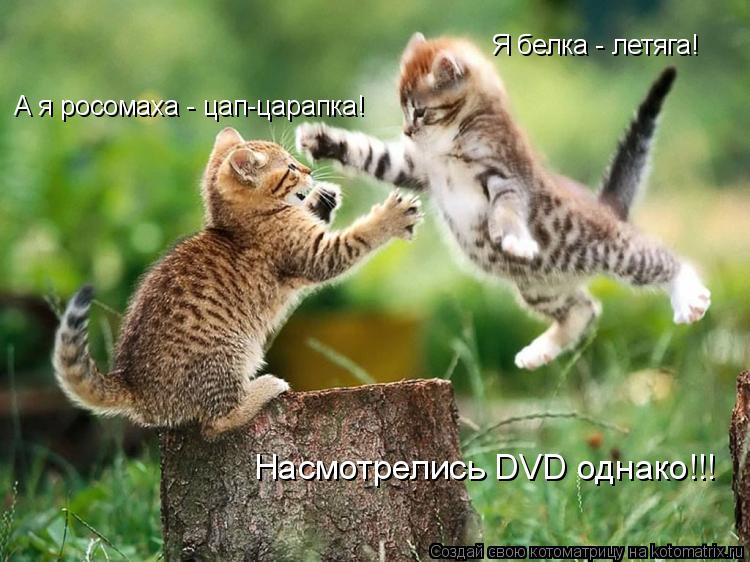 Я белка - летяга! А я росомаха - цап-царапка! Насмотрелись DVD однако!!!... Котоматрица: Я белка - летяга! А я росомаха - цап-царапка! Насмотрелись DVD однако!!!