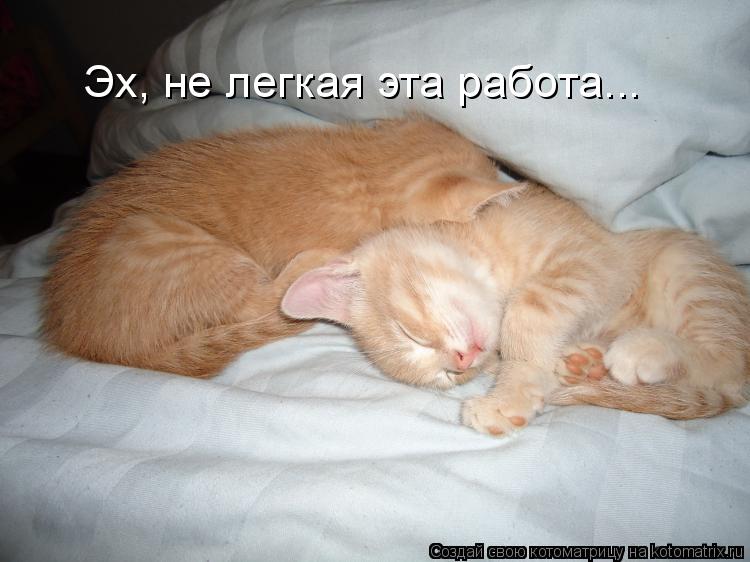 Эх, не легкая эта работа...... Котоматрица: Эх, не легкая эта работа...
