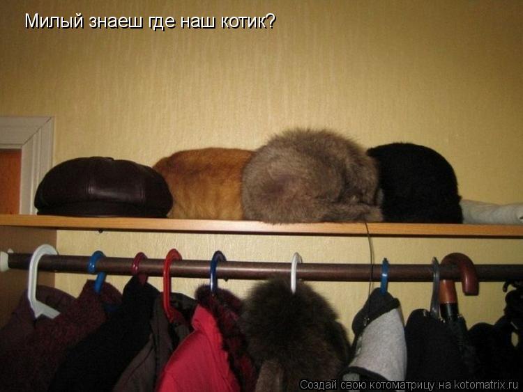 Котоматрица: Милый знаеш где наш котик?