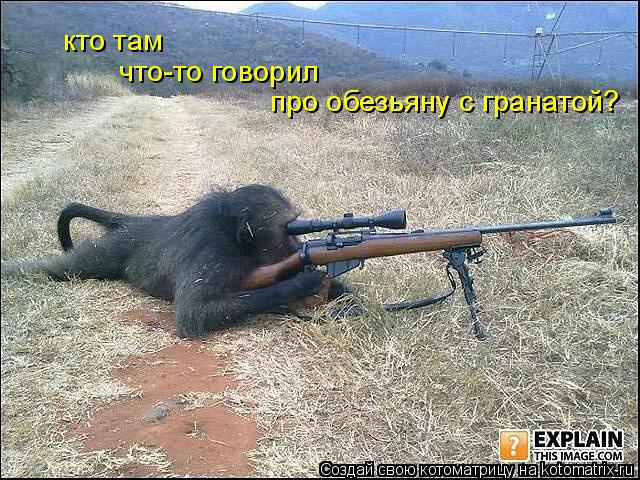 Котоматрица: кто там что-то говорил про обезьяну с гранатой?