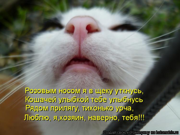 Розовым носом я в щеку уткнусь, Кошачей улыбкой тебе улыбнусь Рядом прилягу, тихонько урча, Люблю, я,... Котоматрица: Розовым носом я в щеку уткнусь, Кошачей улыбкой тебе улыбнусь Рядом прилягу, тихонько урча, Люблю, я,хозяин, наверно, тебя!!!