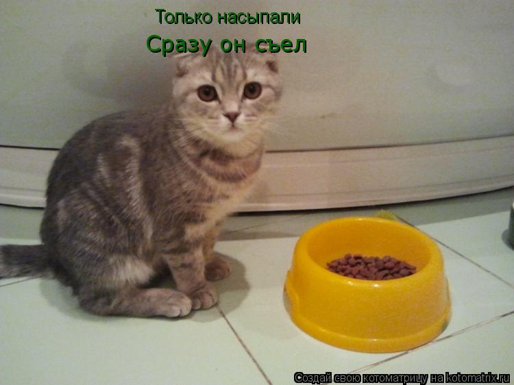 Котоматрица: Только насыпали Сразу он съел