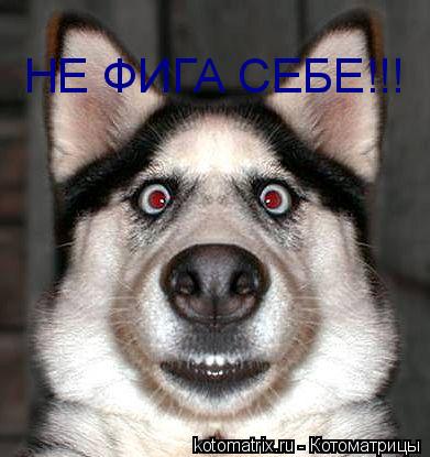 НЕ ФИГА СЕБЕ!!!... Котоматрица: НЕ ФИГА СЕБЕ!!!