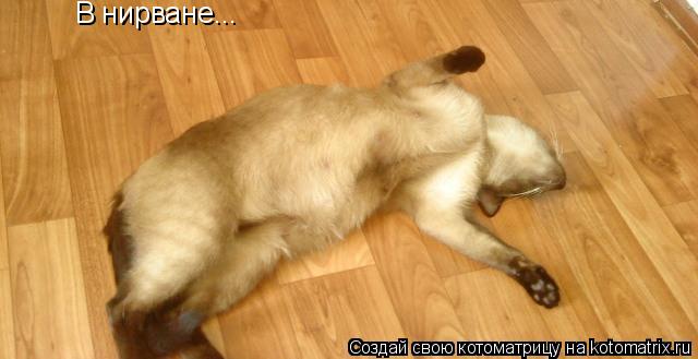 Котоматрица: В нирване...
