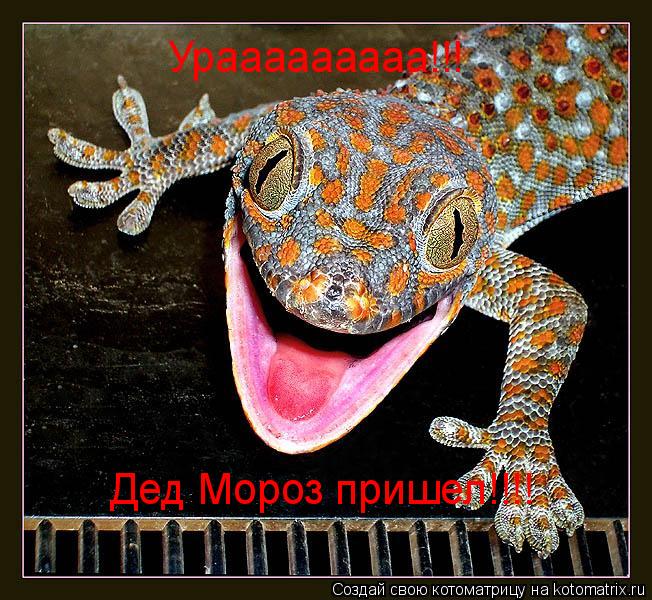 Котоматрица: Урааааааааа!!!  Дед Мороз пришел!!!!