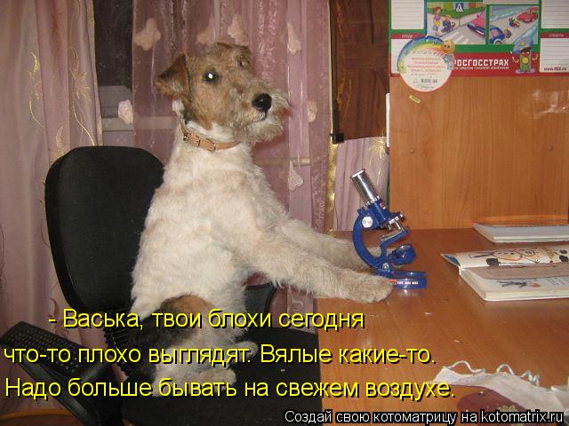 Надо больше бывать на свежем воздухе. что-то плохо выглядят. Вялые какие-то. - Васька, твои блохи сег... Котоматрица: Надо больше бывать на свежем воздухе. что-то плохо выглядят. Вялые какие-то. - Васька, твои блохи сегодня