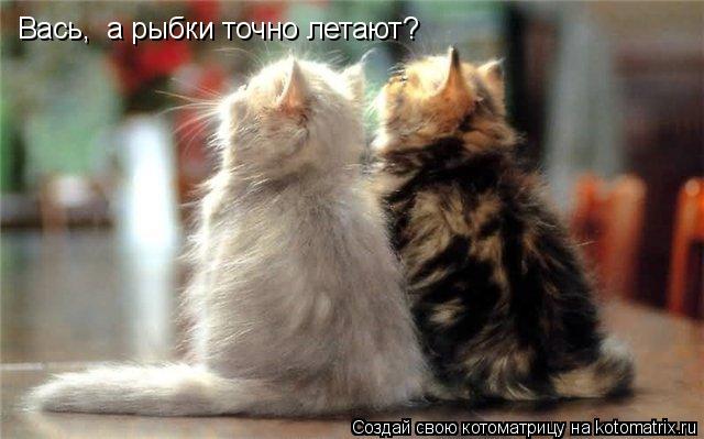 Котоматрица: Вась,  а рыбки точно летают?