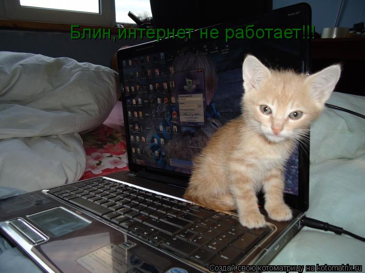 Котоматрица: Блин,интернет не работает!!!