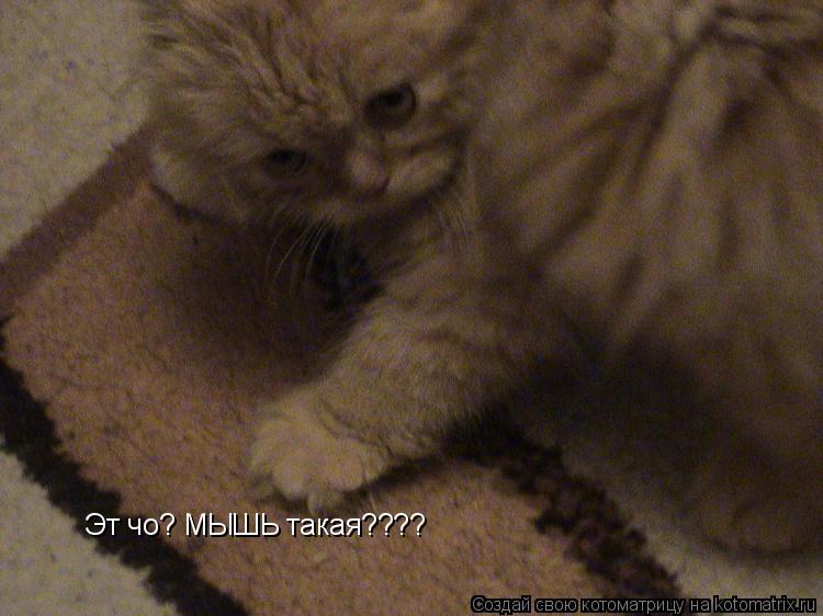 Котоматрица: Эт чо? МЫШЬ такая????
