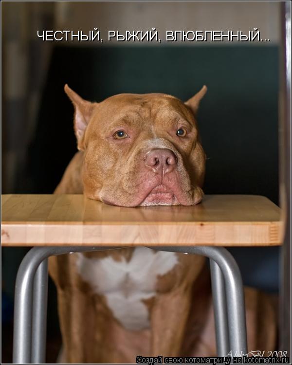 Котоматрица: ЧЕСТНЫЙ, РЫЖИЙ, ВЛЮБЛЕННЫЙ...