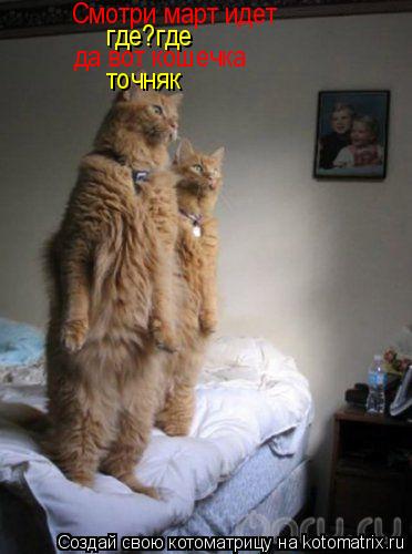 Котоматрица: Смотри март идет где?где да вот кошечка  точняк