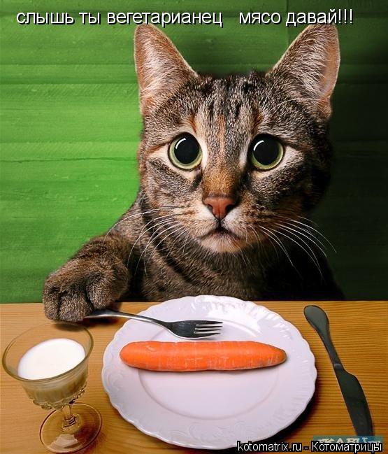 Котоматрица: слышь ты вегетарианец   мясо давай!!!