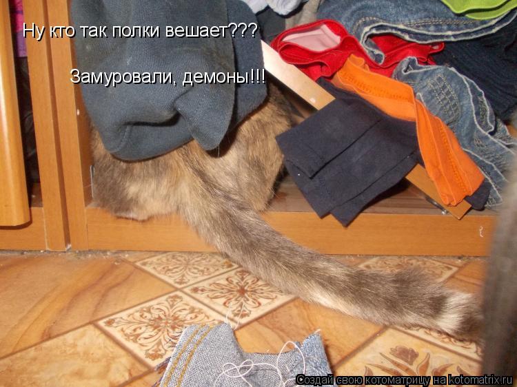 Котоматрица: Замуровали, демоны!!! Ну кто так полки вешает???