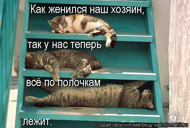 Как женился наш хозяин, так у нас теперь всё по полочкам лежит.... Котоматрица: Как женился наш хозяин, так у нас теперь всё по полочкам лежит.
