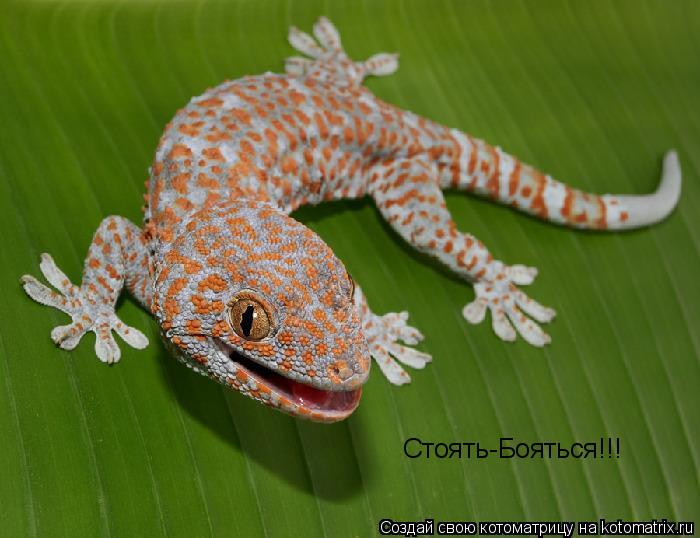 Котоматрица: Стоять-Бояться!!!