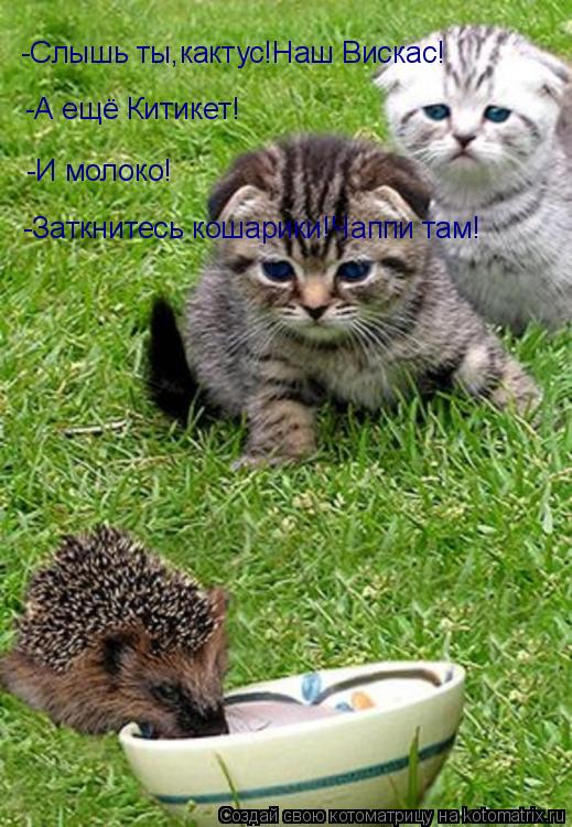 Котоматрица: -Слышь ты,кактус!Наш Вискас! -А ещё Китикет! -И молоко! -Заткнитесь кошарики!Чаппи там!