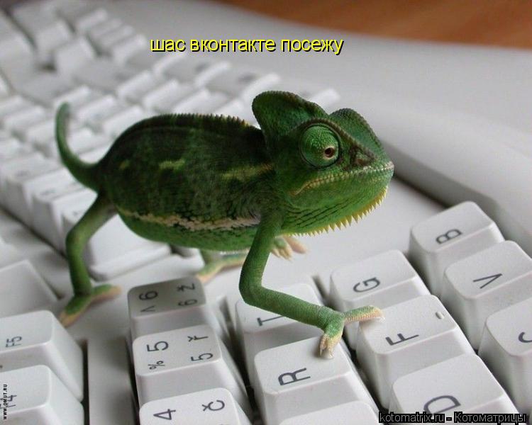 Котоматрица: шас вконтакте посежу