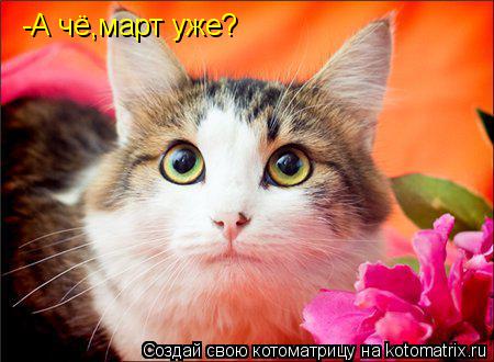 Котоматрица: -А чё,март уже?