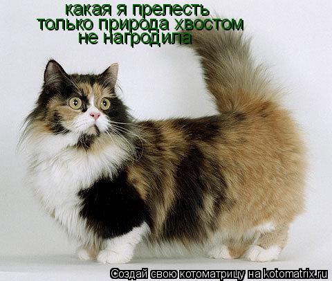 Котоматрица: какая я прелесть  только природа хвостом  не нагродила