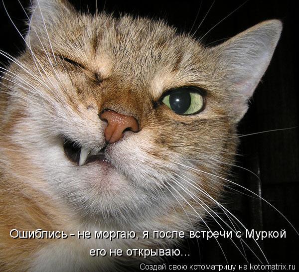 Котоматрица: Ошиблись - не моргаю, я после встречи с Муркой его не открываю...