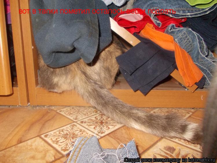Котоматрица: вот в тапки пометил осталось вещи подрать