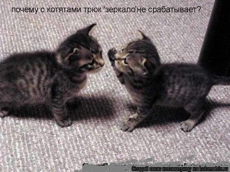 Котоматрица: почему с котятами трюк 'зеркало'не срабатывает?