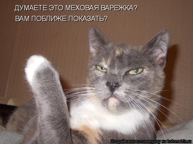 Котоматрица: ДУМАЕТЕ ЭТО МЕХОВАЯ ВАРЕЖКА? ВАМ ПОБЛИЖЕ ПОКАЗАТЬ?