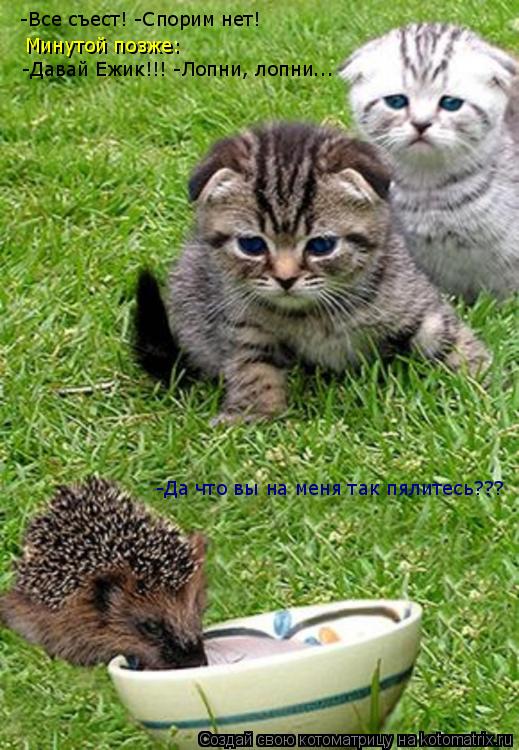 Котоматрица: Минутой позже: -Давай Ежик!!! -Лопни, лопни... -Все съест! -Спорим нет! -Да что вы на меня так пялитесь???