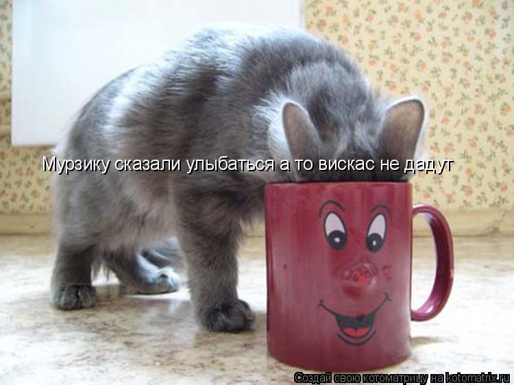 Котоматрица: Мурзику сказали улыбаться а то вискас не дадут