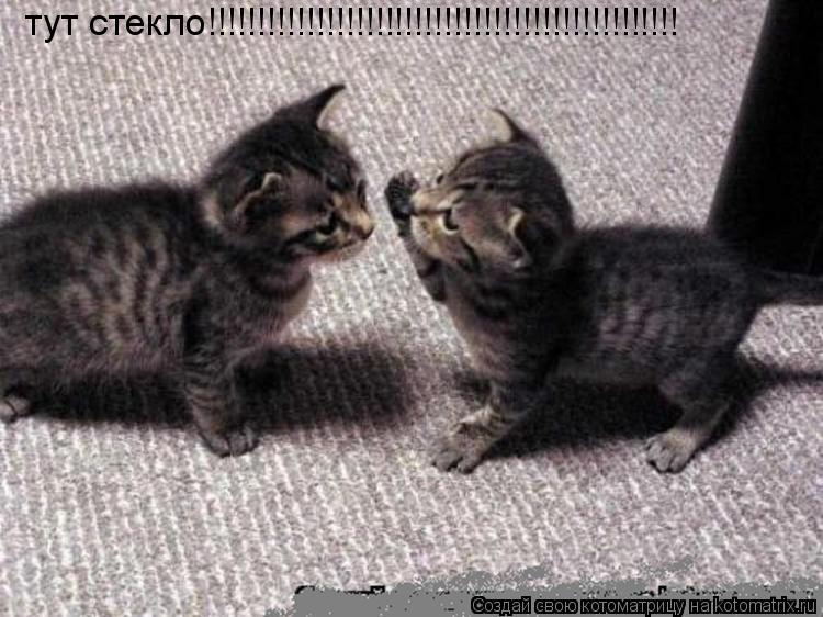 Котоматрица: тут стекло!!!!!!!!!!!!!!!!!!!!!!!!!!!!!!!!!!!!!!!!!!!!!!!!