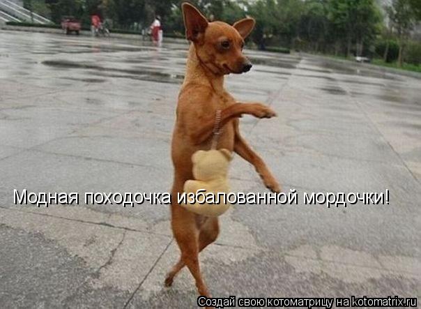 Котоматрица: Модная походочка избалованной мордочки!