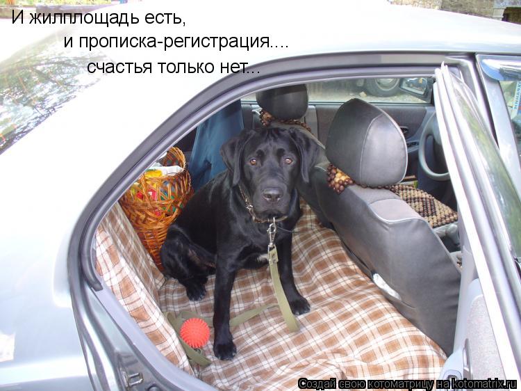 Котоматрица: И жилплощадь есть, и прописка-регистрация.... счастья только нет...