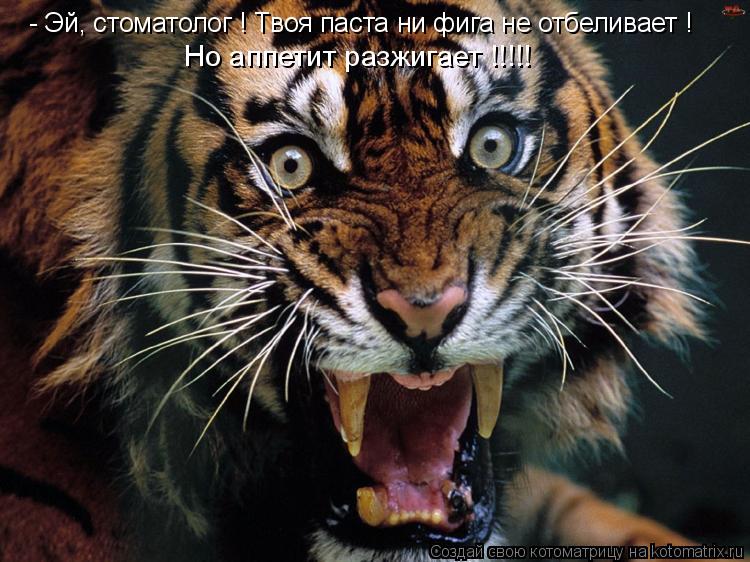 Котоматрица: - Эй, стоматолог ! Твоя паста ни фига не отбеливает ! Но аппетит разжигает !!!!!