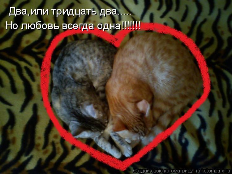 Котоматрица: Два,или тридцать два..... Но любовь всегда одна!!!!!!!