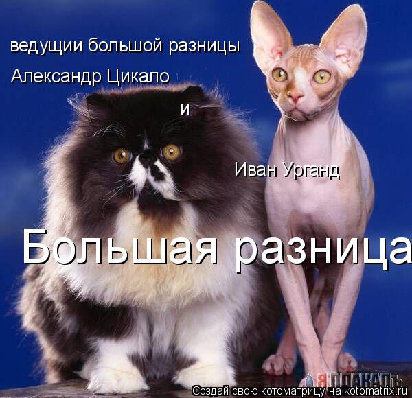 Котоматрица: ведущии большой разницы  Александр Цикало и Иван Урганд Большая разница