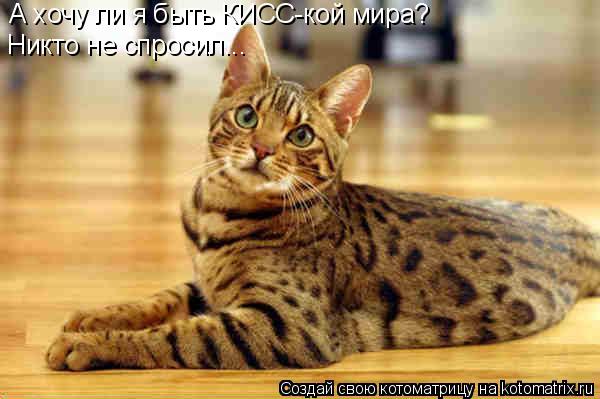 Котоматрица: А хочу ли я быть КИСС-кой мира? Никто не спросил...
