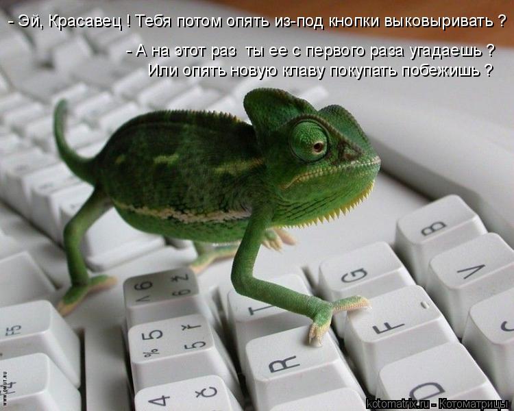 Котоматрица: - Эй, Красавец ! Тебя потом опять из-под кнопки выковыривать ? - А на этот раз  ты ее с первого раза угадаешь ? Или опять новую клаву покупать по
