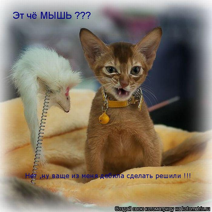 Котоматрица: Эт чё МЫШЬ ??? Нет ,ну ваще из меня дебила сделать решили !!!