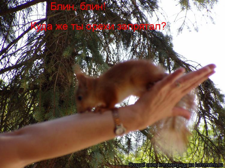 Котоматрица: Куда же ты орехи запрятал? Блин, блин!
